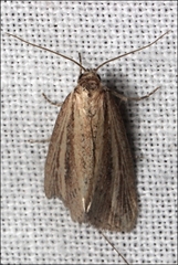 Acrapex albicostata