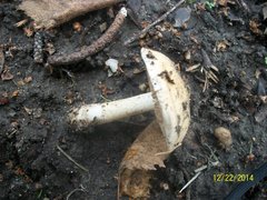 Agaricales