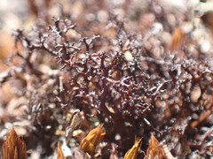 Cetraria aculeata