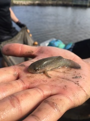 Fundulus grandis