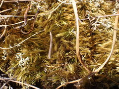 Dicranum howellii
