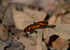 Castilia eranites