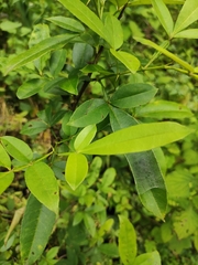 Zanthoxylum armatum