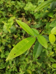 Zanthoxylum armatum
