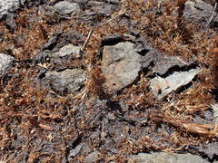 Castilleja victoriae