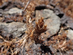 Castilleja victoriae