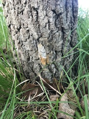 Lymantria dispar dispar