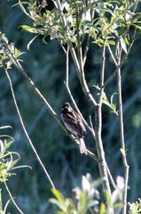 Emberiza schoeniclus