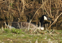 Branta canadensis