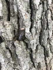 Lymantria dispar dispar