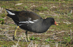 Gallinula chloropus