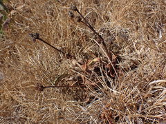 Sanicula arctopoides