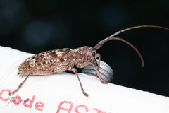 Monochamus titillator