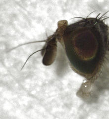 Maorina bimacula