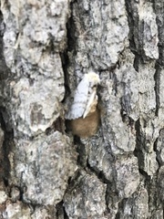 Lymantria dispar dispar