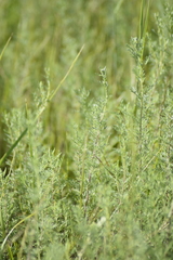 Artemisia abrotanum