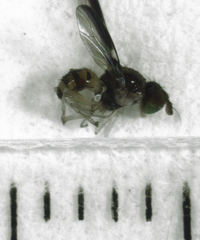 Maorina bimacula
