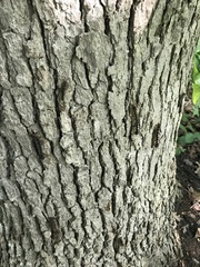 Lymantria dispar dispar