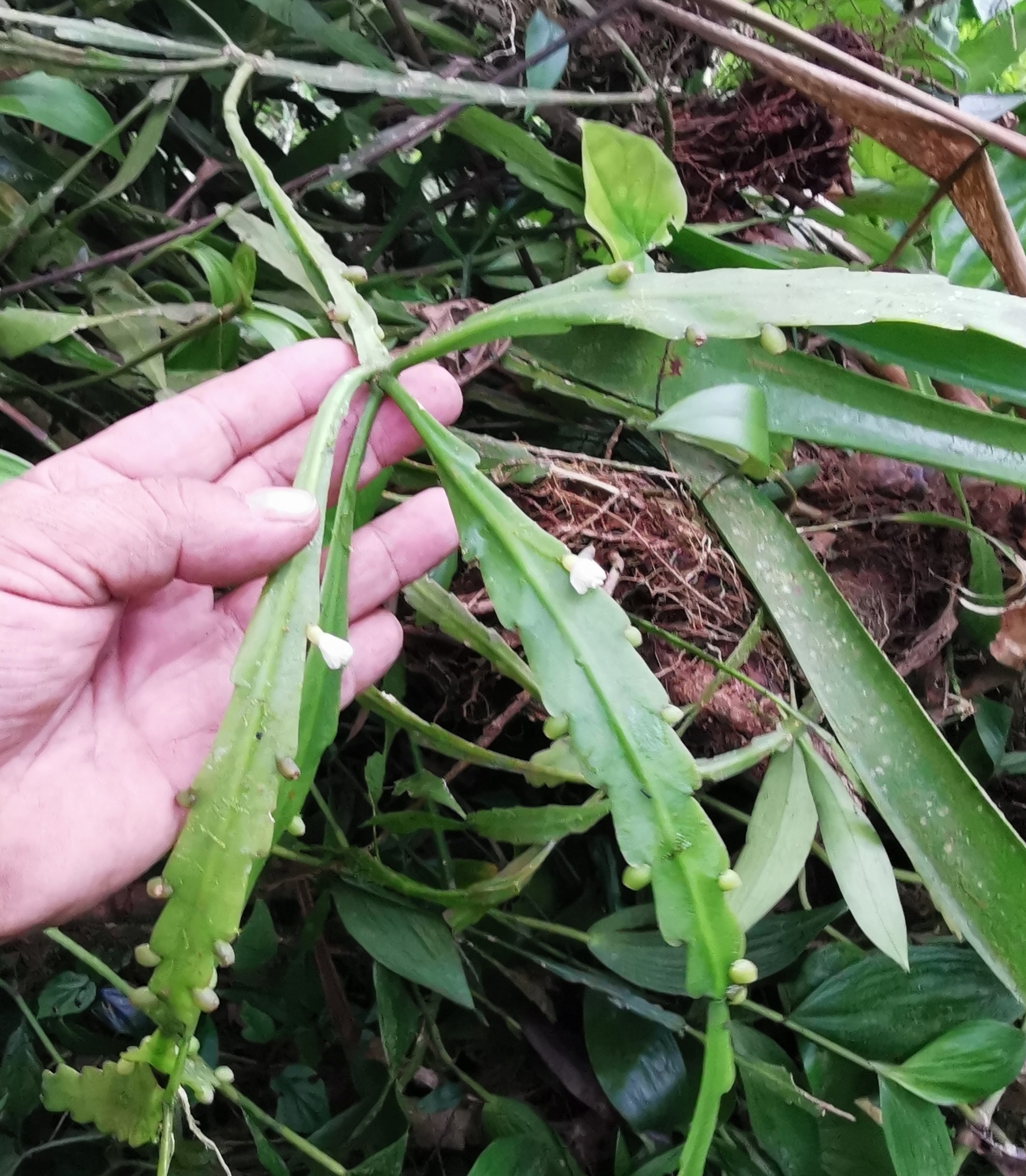 Rhipsalis cuneata