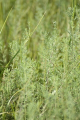 Artemisia abrotanum