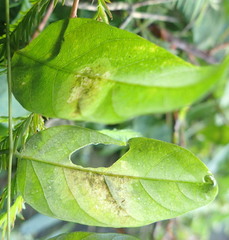 Anarsioses aberrans