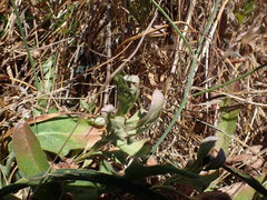 Sericocarpus rigidus