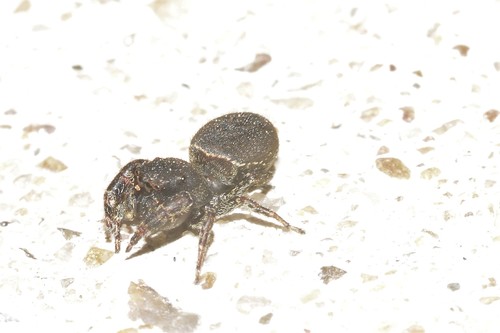 Ghelna castanea