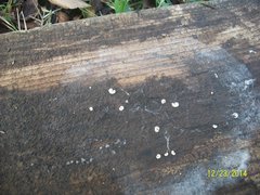 Fungi