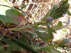 Sericocarpus rigidus