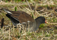 Gallinula chloropus