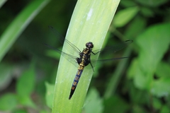 Orthetrum triangulare