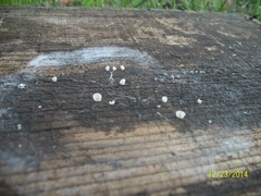 Fungi