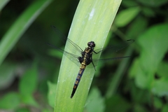 Orthetrum triangulare