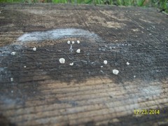 Fungi