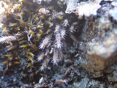 Hedwigia stellata