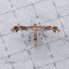 Dejongia californicus