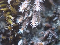 Hedwigia stellata