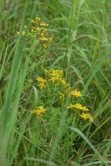 Hypericum lloydii