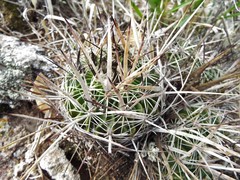 Echinofossulocactus tetraxiphus