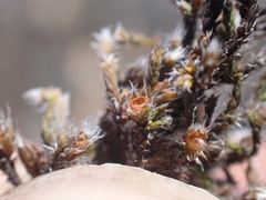 Hedwigia stellata