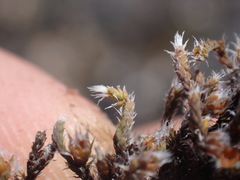 Hedwigia stellata