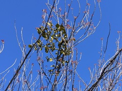 Phoradendron leucarpum tomentosum