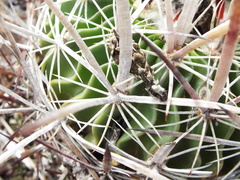 Echinofossulocactus tetraxiphus