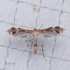 Dejongia californicus