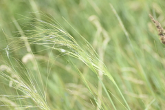 Stipa capillata