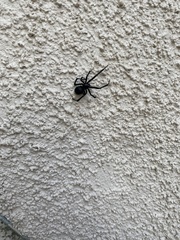 Latrodectus hesperus