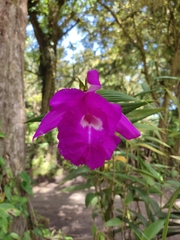 Sobralia macrantha