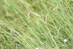 Stipa capillata