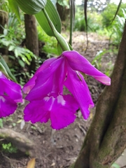 Sobralia macrantha