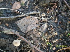 Agaricales